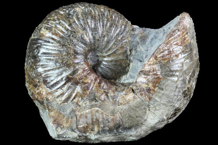 Hoploscaphites Ammonite and Baculites - South Dakota #86206